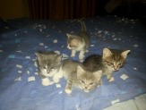 отдам кошечек